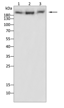 MTOR Antibody