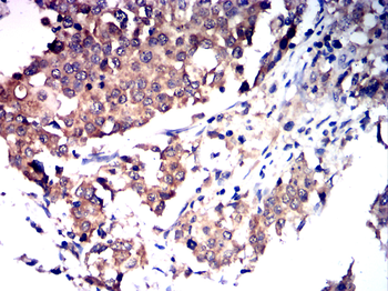 RTN4 Antibody