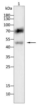 DCX Antibody