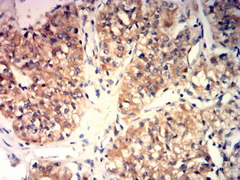 BMP4 Antibody