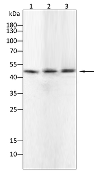 BMP4 Antibody