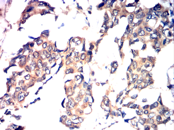 BMP4 Antibody