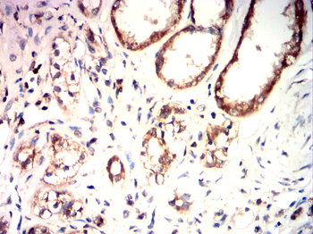 BMP4 Antibody