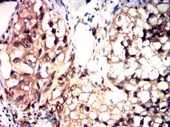 BMP4 Antibody