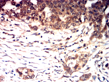 BMP4 Antibody
