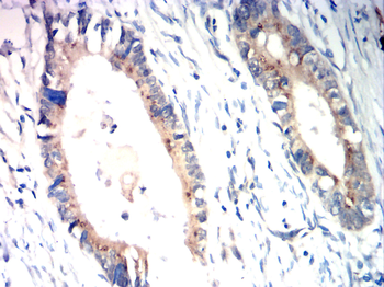 BMP4 Antibody