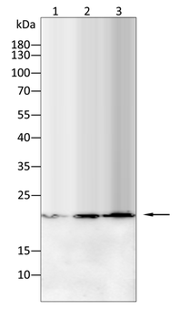 ATF3 Antibody