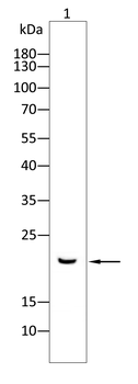 ATF3 Antibody