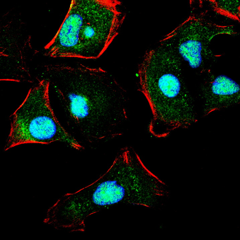 ATF3 Antibody