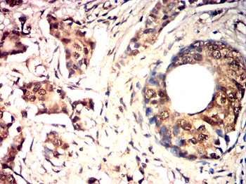 ATF3 Antibody