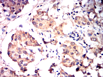 ATF3 Antibody