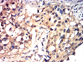ATF3 Antibody
