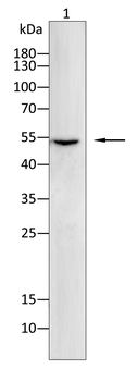 TRIM21 Antibody