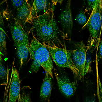 TRIM21 Antibody