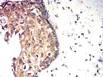 TRIM21 Antibody