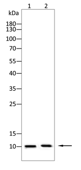 TFF3 Antibody