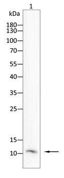 TFF3 Antibody