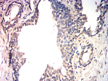 EIF5A Antibody