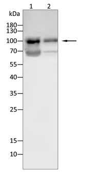 CTNNB1 Antibody