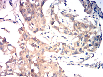 JUP Antibody