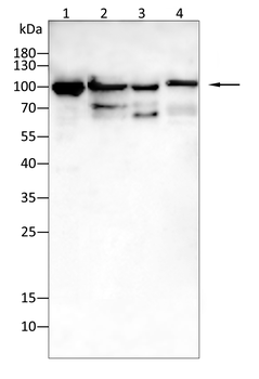 JUP Antibody
