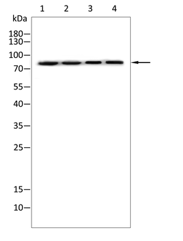 JUP Antibody