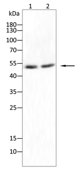 E2F1 Antibody