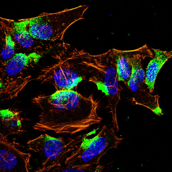 E2F1 Antibody