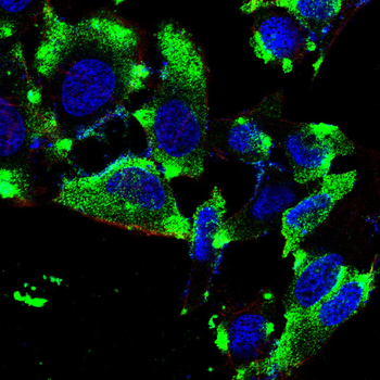 VEGFB Antibody