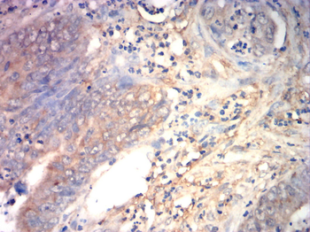 VEGFB Antibody
