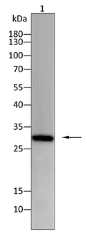 VEGFB Antibody