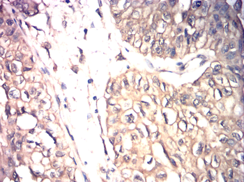 CYP2E1 Antibody