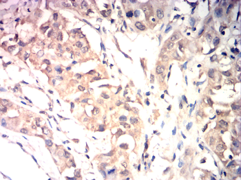 CYP2E1 Antibody
