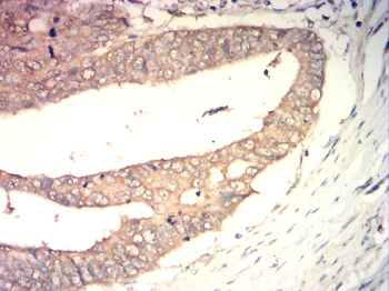 CYP2E1 Antibody