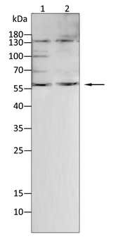 CYP2E1 Antibody