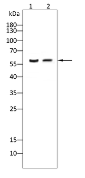 CYP2E1 Antibody