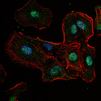 NOX4 Antibody
