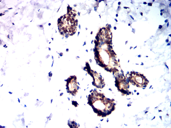 NOX4 Antibody