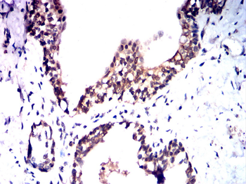 NOX4 Antibody