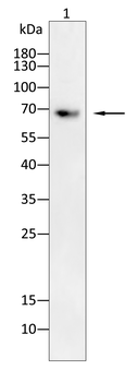 NOX4 Antibody