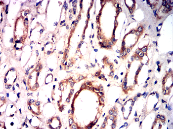 CYP3A4 Antibody