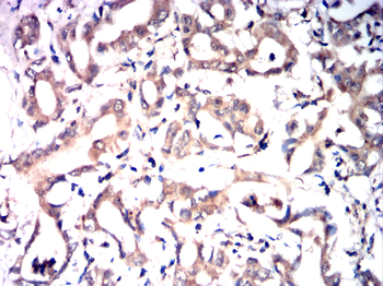 CYP3A4 Antibody