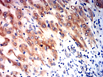 CYP3A4 Antibody