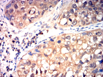 CYP3A4 Antibody