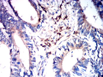 CYP3A4 Antibody