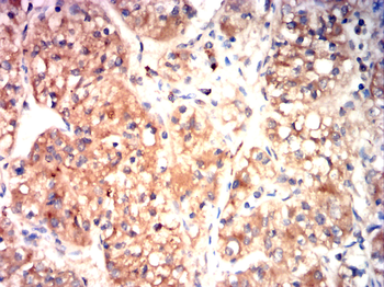 CYP3A4 Antibody