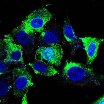 PLK1 Antibody