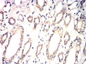 PLK1 Antibody