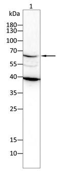 PLK1 Antibody