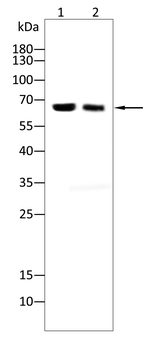 PLK1 Antibody